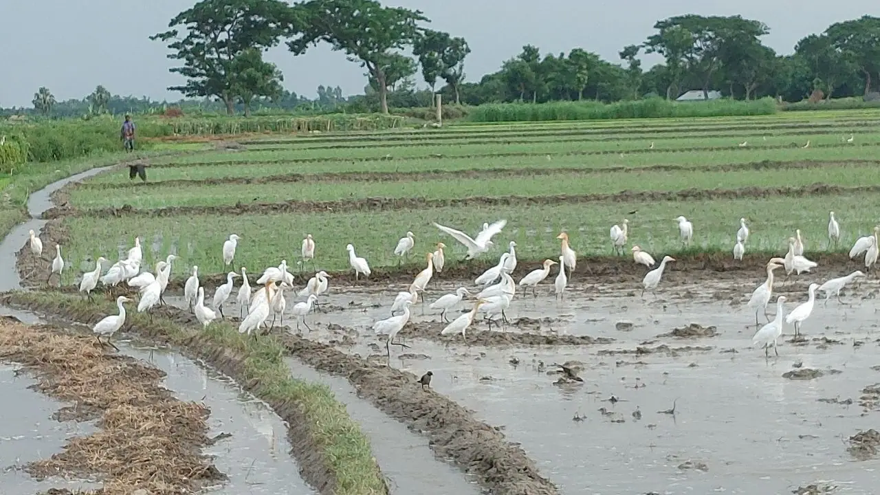 শরৎকাল 