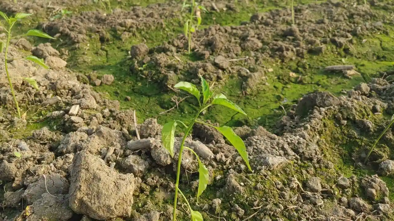 আগাম মরিচ চাষ