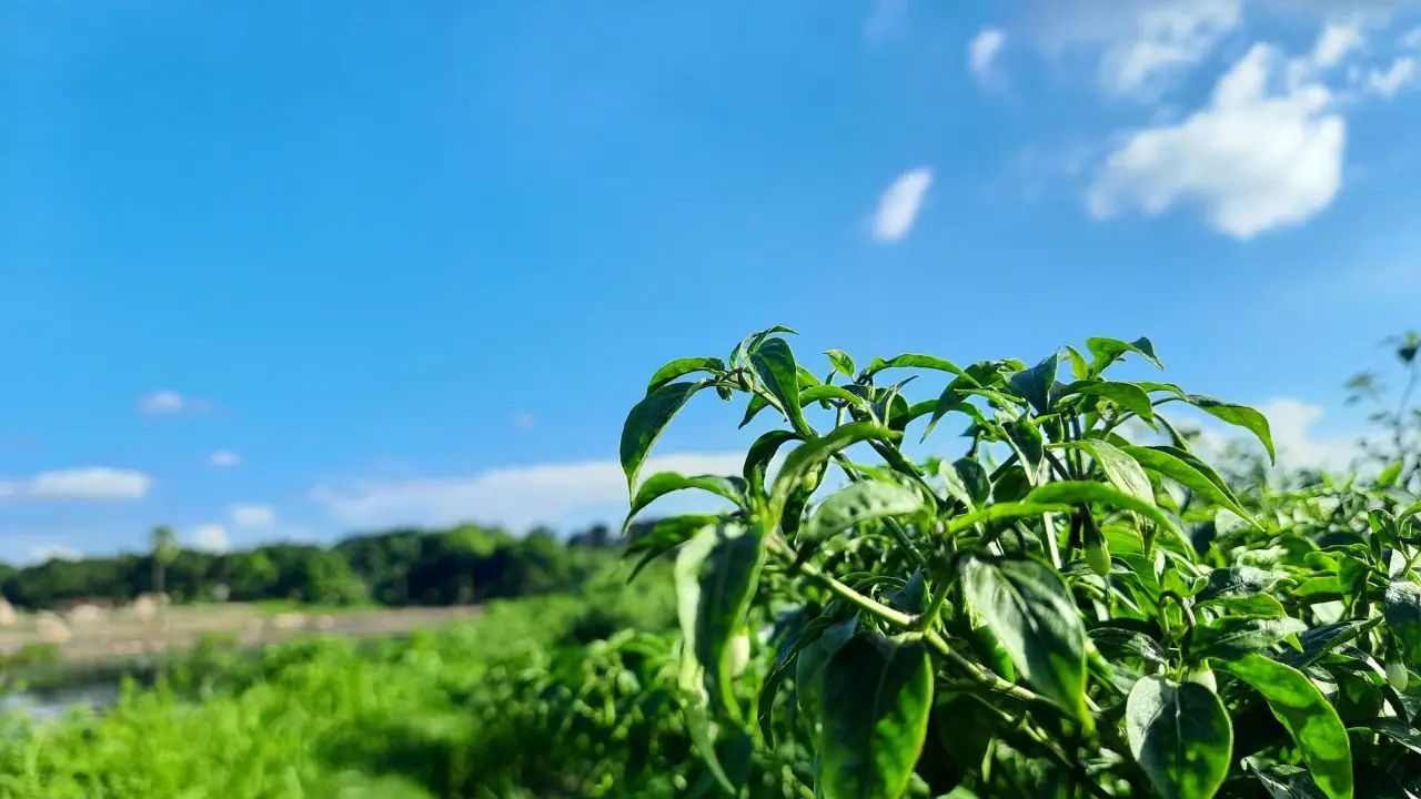 মরিচের পাতা কোকড়ানো রোগ