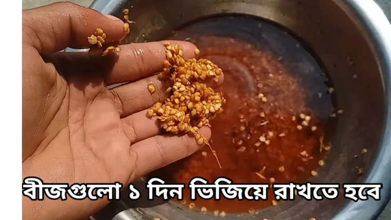 মরিচের বীজ থেকে চারা উৎপাদন 