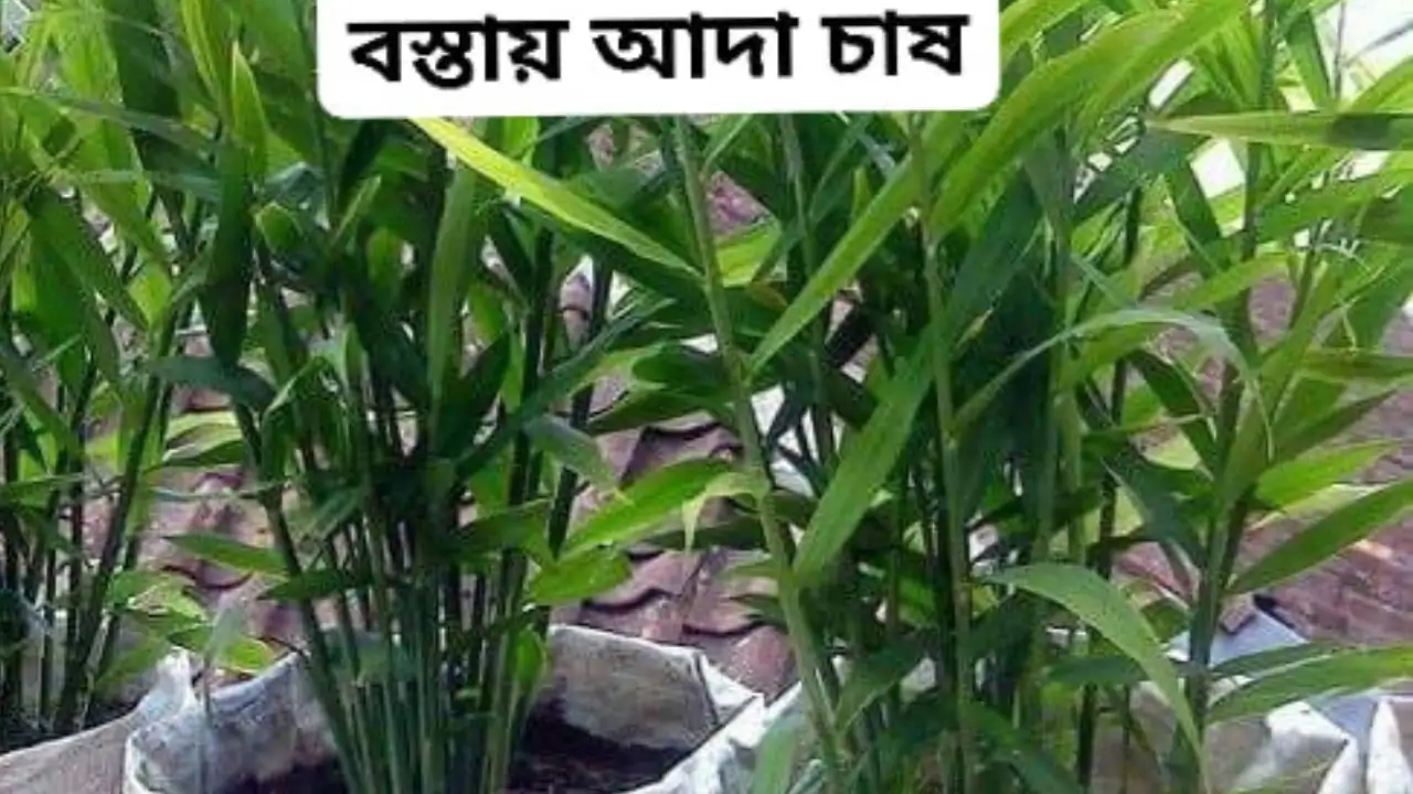 আদা