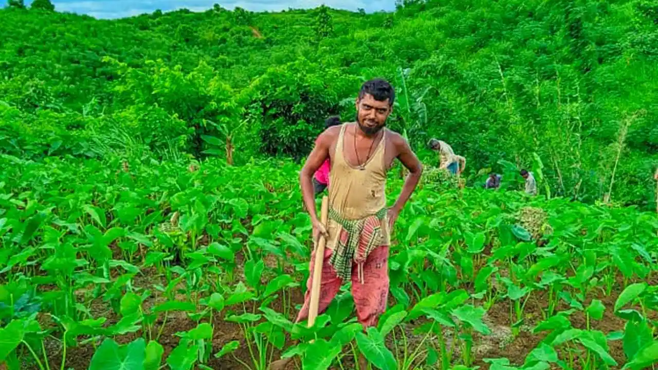 মুখী কচু চাষ পদ্ধতি