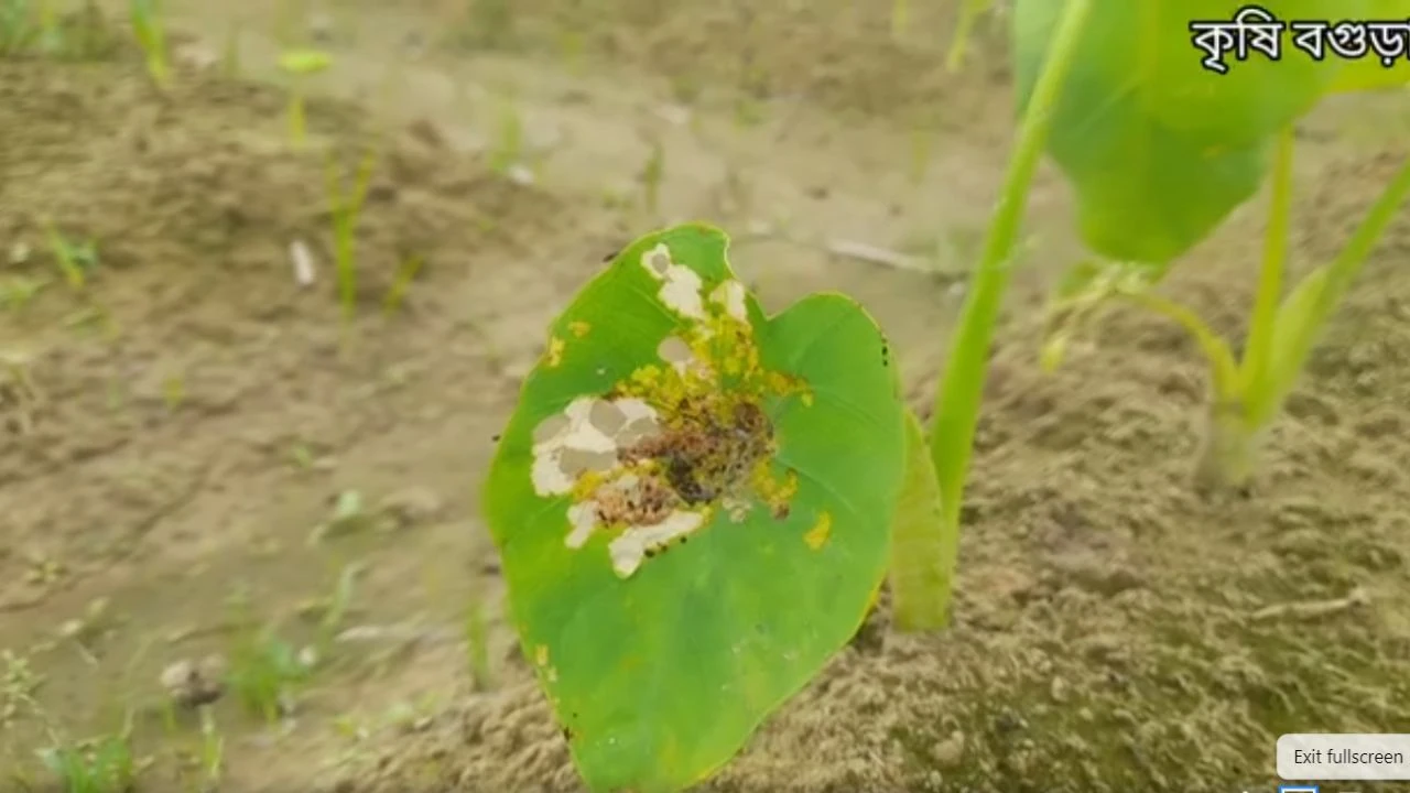 লেদা পোকা