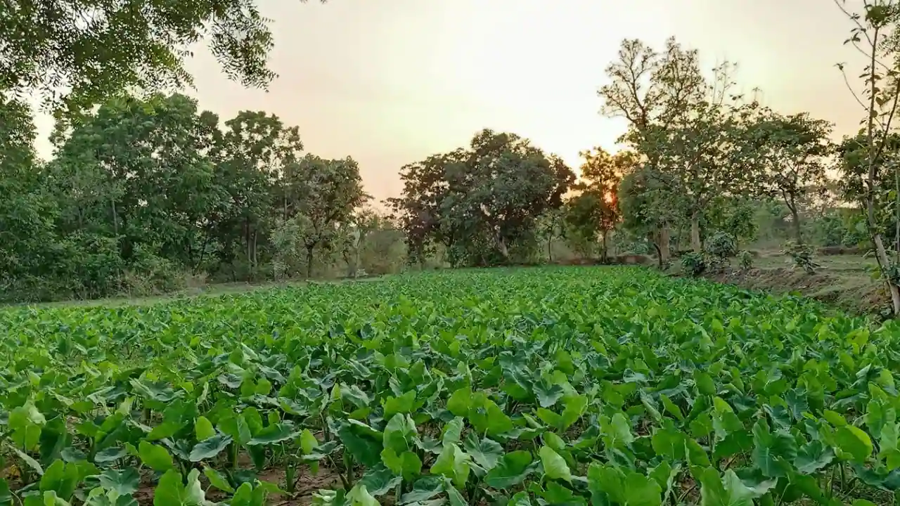 শাক সবজি ছবি