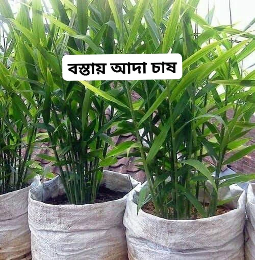 আদা