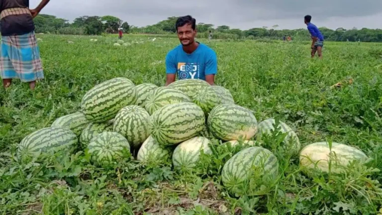 তরমুজ